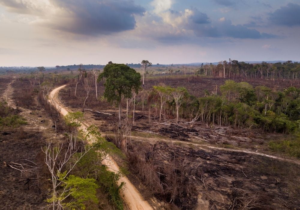 The Ultimate Guide to Help Prevent Deforestation--By Rachel Brown